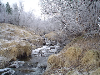 Image showing cold and frosen