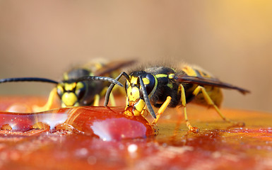 Image showing two wasp eating honey