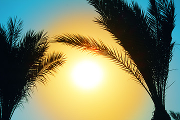Image showing silhouette of palm trees against sun