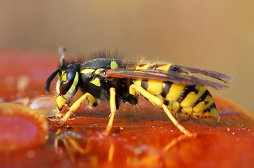 Image showing wasp eating honey