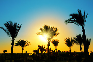 Image showing silhouette of palm trees against sun