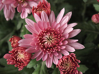 Image showing Chrysanthemum picture