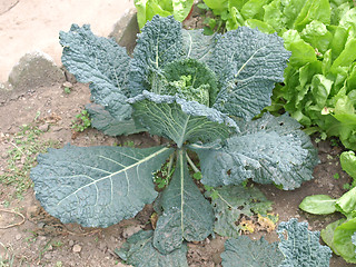 Image showing Cabbage picture