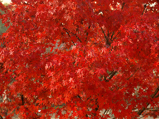 Image showing Maple leaves