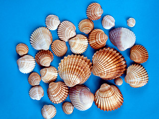 Image showing Shells