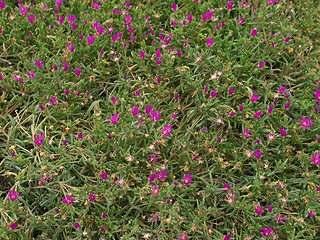 Image showing Flowers