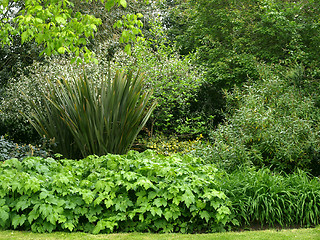 Image showing Greenery background