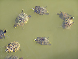 Image showing Turtle picture