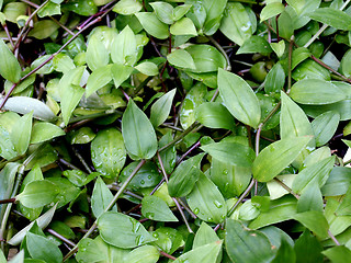 Image showing Foliage picture