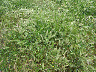 Image showing Grass meadow weed