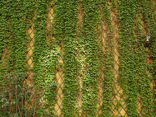 Image showing Ivy wall