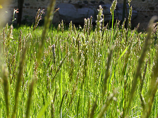 Image showing Grass meadow weed