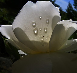Image showing Sensuality tearing rose