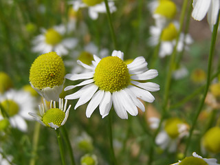 Image showing Chamomile picture