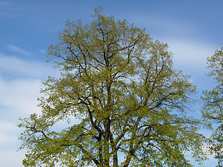 Image showing Tree picture