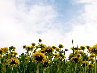 Image showing Dandelion