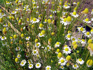 Image showing Chamomile picture