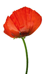 Image showing  Red poppies after a rain, it is isolated on white