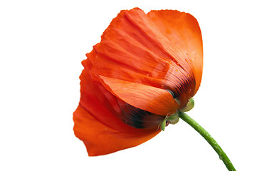 Image showing  Red poppies after a rain, it is isolated on white