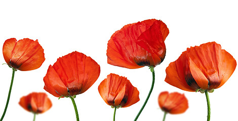 Image showing Red poppies after a rain, it is isolated on white