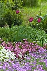 Image showing Well-groomed spring garden 