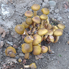 Image showing Mushrooms picture