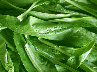 Image showing Salad picture