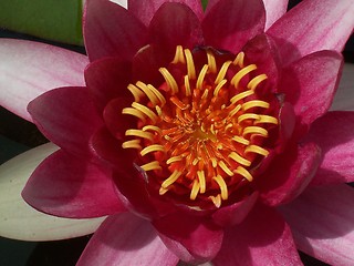 Image showing Red water lilly