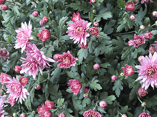 Image showing Chrysanthemum picture