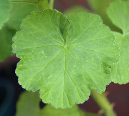 Image showing Geranium