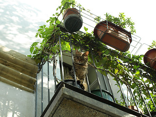 Image showing Balcony with cat