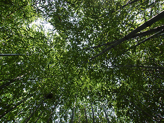 Image showing Bamboo picture