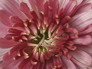 Image showing Chrysanthemum picture