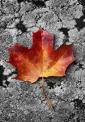 Image showing Autumn leaf