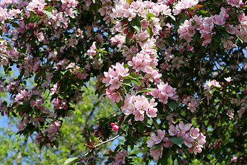 Image showing branch of a blossoming tree