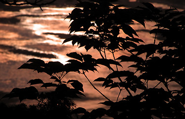 Image showing Sunset forest abstract