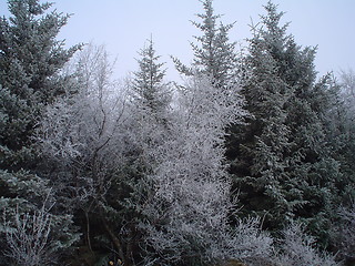 Image showing ready for christmas