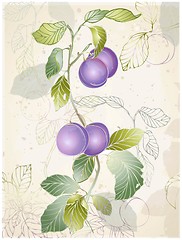 Image showing Greeting card with plums. 