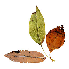 Image showing Autumn Leaves