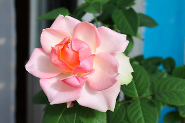 Image showing beautiful pink rose