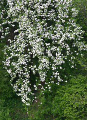 Image showing blossoming tree