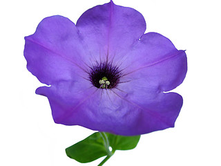 Image showing petunia flower