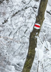 Image showing Hiking trail sign in a winter forest