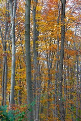 Image showing Autumn Forest