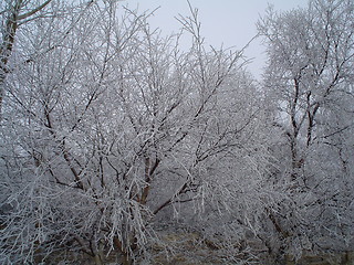 Image showing deep in the forest