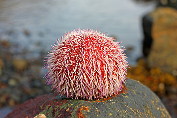 Image showing Kråkebolle - Sea Urchin