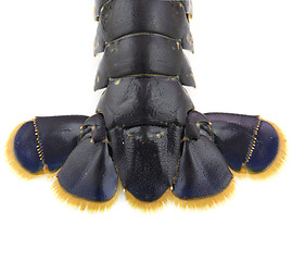 Image showing Lobstertail