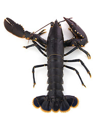 Image showing Lobster