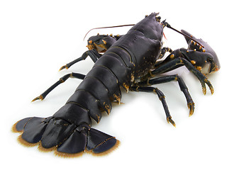 Image showing Lobster