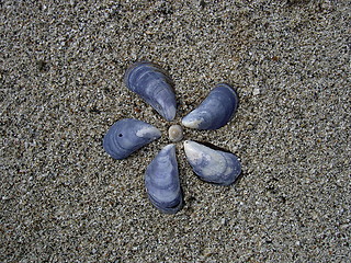 Image showing shells in the sand